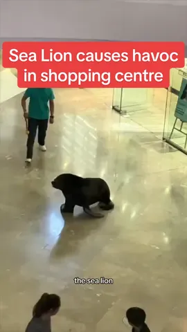 🎥  @z1jinG__ This is the wild moment a Sea Lion escaped in a shopping centre causing mass panic and confusion  #dailymirror #breakingnews #fyp #sealions 