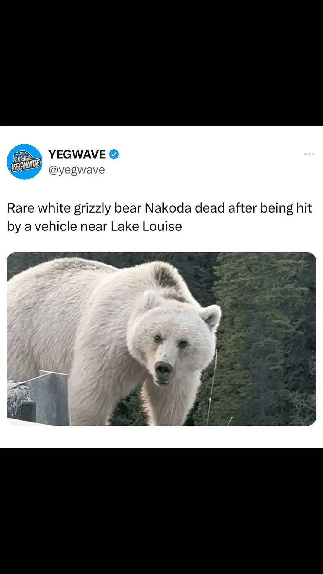 Nakoda, the beloved white grizzly bear, has tragically died following a car collision on the Trans-Canada Highway, roughly 12km west of Lake Louise, Parks Canada has confirmed. Startled by a train, Nakoda ran onto the road, where one vehicle swerved to avoid her, but another struck her, according to a Parks Canada spokesperson.  Known for her striking fur and frequent roadside appearances, Nakoda was initially seen limping away from the crash site, only to succumb to internal injuries later. This heartbreaking event unfolded just 12 hours after her two cubs were killed on the same highway. Nakoda’s frequent visits to the roadside made her a favorite among park visitors. Parks Canada’s wildlife management team, who spent countless hours monitoring her, had implemented various measures to keep her safe. Despite their efforts, Nakoda’s untimely death has left the team and her many admirers devastated 💔 @YEGWAVE  #edmonton #yegtoday #alberta #canada #tiktok #fyp #fypシ゚viral #yeg #Love 