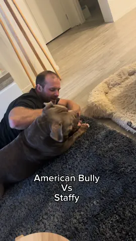 Two types of dogs 😅 #dog #puppy #staffy #americanbully #funny #Love #dogs #dogsoftiktok #luluandtuktuk 