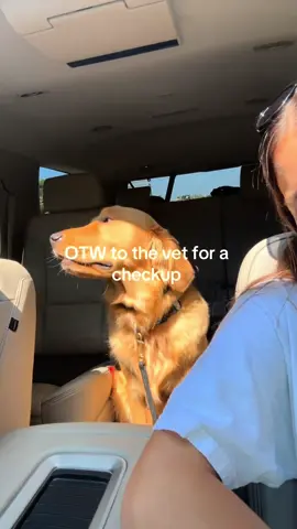 The ultimate betrayal 😔#puppydogs #petdogs #puppies #puppiesoftiktok #puppiesonly #puppiesofinstagram #puppytiktok #puppycheck #puppylife #puppytok #puppytraining #puppydogeyes #cutedog #goldenretriever #goldenretrieverlife #goldenretrieverpuppy #goldenretrievers #goldenretrieversoftiktok #goldenretrieverpuppies #goldenretrieverboyfriend #goldenretriever #DogTraining #puppytips #dogmom #dogmomlife #dogmoms #dogmomsoftiktok #fyp #fypシ゚viral #fyppppppppppppppppppppppp #fypage #fypsounds #foryou #foryoupage 