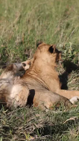 Did you know that lions are the most social of all big cats? 🦁✨ What you witness in this video is not only a rare glimpse into the heart of lion society – a pride that rests together, showcasing their deep bonds and social bonds 🐾❤️ – but also a lesson in survival and future leadership. When these young men engage in playful combat, they are not only expending their energy; they prepare for their future. This playful behavior is crucial, as it teaches them vital skills for hunting, fighting, and understanding their place within the complex social structure of their pride. Leos are known to engage in social behaviors such as grooming each other and snuggling together for warmth and comfort, thus strengthening their social bonds. But when you see young bucks like these, know that every playful fight is part of their journey to royalty. They learn to navigate their world, form alliances and, one day, have their own pride.