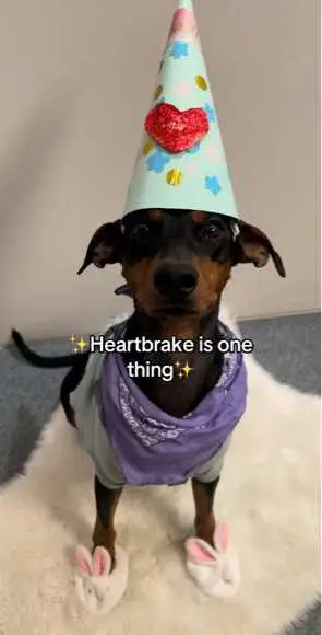 She’s embarrassed🥹 #dog #dogsoftiktok #dogs #dogsofttiktok #funnydog #doggo #doglove #dogfail #fyp #viral #trending 