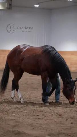 Do you want to teach your horse how to lay down like this? 🤩 If so, here are my 7 steps that’ll help you achieve this goal 💪 1. Start by teaching your horse to lower its head on command. Do this by applying gentle pressure on the halter, rewarding every ounce of try in the right direction! This may take some time, but be consistent until you're able to ask for their nose to come all the way down. 2. Teach your horse to shift their weight back with a foot raised. Pick up one of your horse's legs, then ask them to lower their head, bringing their nose and weight back. Once your horse begins shifting their weight backwards, release and reward! Eventually, your horse will begin to offer the lay down. 3. Once your horse understands what you're asking, you can introduce the 'lay down' cue. Use a small whip to tap gently on the horse’s leg, combined with a verbal cue. Help guide them back into the lay down until they make the association. 4. Attempt lay downs after a training session when the horse is more likely to want to roll or rest. 5. Make sure the ground is soft and safe for the horse to lie down on. A comfortable environment encourages the horse to follow through with the lay down command 🎥 @leah_Lazic_media #libertytraining #coltstarting #horsemanship #horses #naturalhorsemanship #horsetraining #horsetok