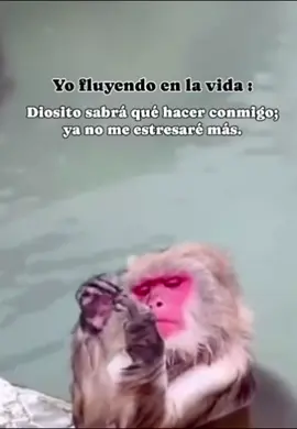 Hoy NO me estreso 😂 #fluir #memes  #estres  #flypシ 