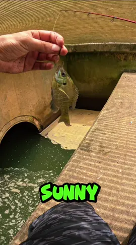 How To Catch Bass #fishing #bigfish #largemouthbass #howto #Outdoors #fyp #viral #foryou 