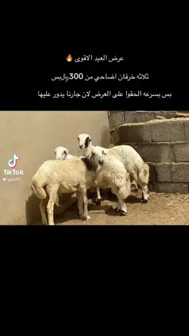 #جزان #صبيا #ضمد #ابوعريش 