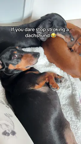 The side eye 🤣🤣 #dachshund #dachshundhotel #dachshunddaycare #sausagedog #wienerdog #daxie #fyp 