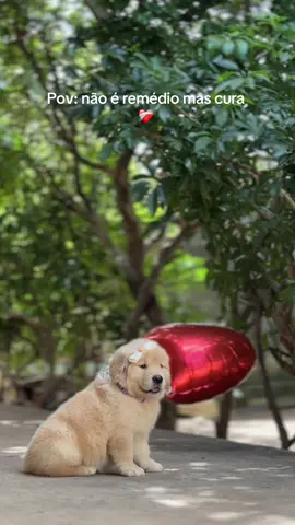 Eu preciso de uma cura dessa, todos os dias na minha vida! E vocês? 🐾❤️ Vocês sabiam que o Golden Retriever tem um dom especial de curar? Isso mesmo! Esse douradinho é extremamente eficiente no tratamento da depressão, ansiedade e borderline.  Ele ajuda, mas é necessário o acompanhamento de um médico responsável ❤️‍🩹 #goldenretriever #depressionhelp #ansiedadenãoéfrescura 