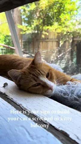 Build your cat a kitty balcony 🥹🫶🏼😻#catsoftiktok #catlove #gingercat #lilygirl #freshair #naptime #cattok #catlover #orangecatsoftiktok 