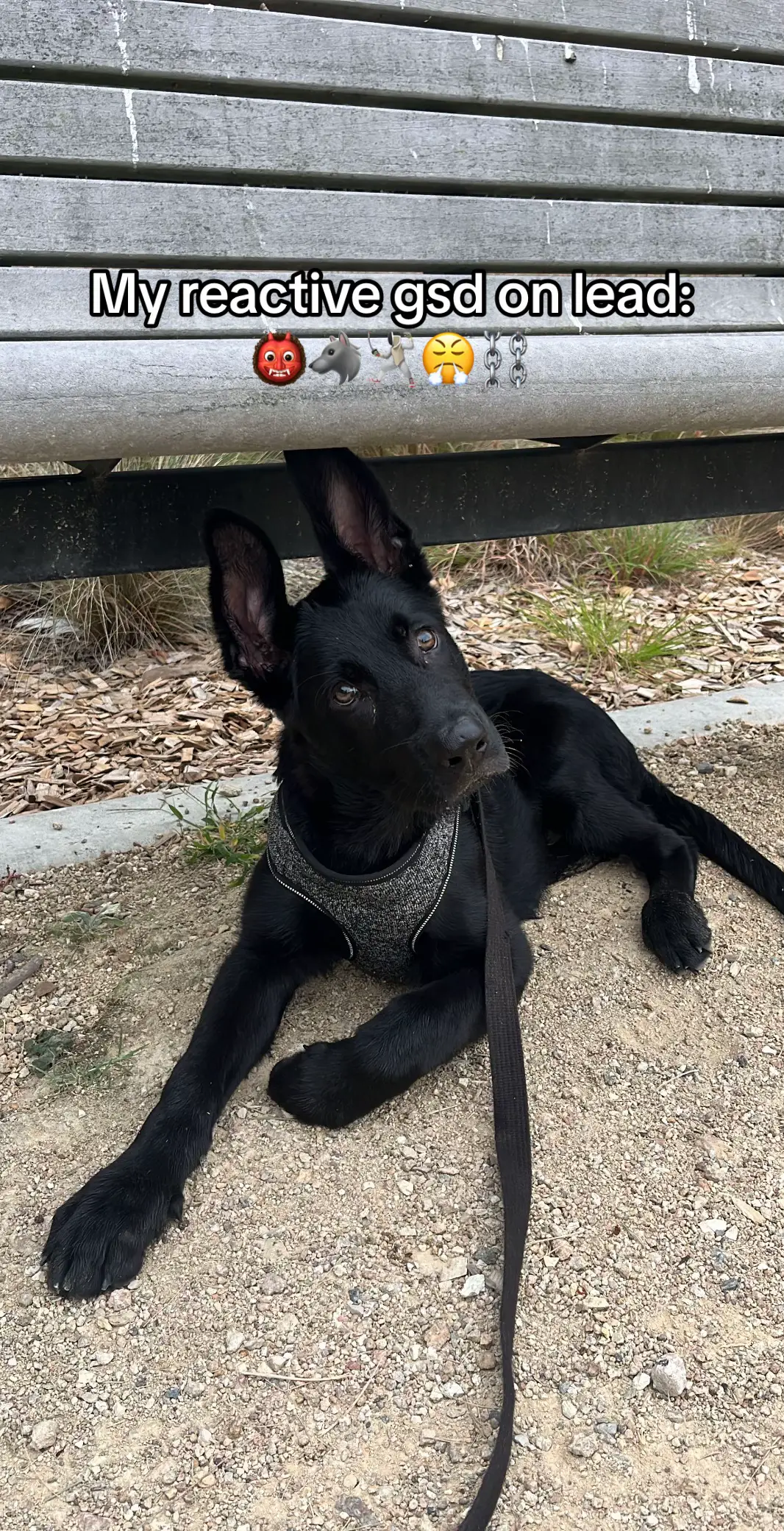 He literally has so many friends HUH😭🤣 #gsd #DogTraining #reactivedog #leashtraining 