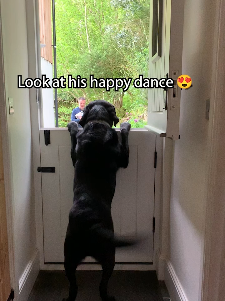 Ernie the Labrador does his happy dance for his returning owner 😍😁🐾 #ViralHog #labradoretriever #happydance #FeelGood