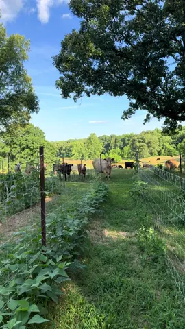 Moody Neighbors Stopped By For A Visit! 🐮💛🌻#homestead #homesteading #homesteadinglife #arkansas #fyppppppppppppppppppppppp #ozarks #tiktok #fypシ゚viral #garden #gardening #cows #cowsoftiktok #cow 