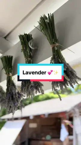 #creatorsearchinsights #lavender #gardentok 