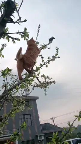 #CAT #rat Cat climbs a tree to catch mice 