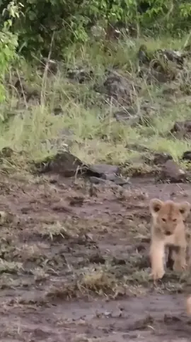 Lion cubs - happy to see their mother💞 💖! ❤️ ! 😊! ❤️ 🤔! ❤️🤗!😁! 😊_😡❤️! 🤨❤️!#shorts#baby🌲🌲🎄#lion🌲🌲🎄 #animals🌲🌲🎄 #virale#wildlife🌲🌲🎄 #foryou🌲🌲🎄 #lions 🌲🌲🎄 #cubs🌲🌲🎄 #droidyland🤣🤣🖤🖤 #fypツ #trend #xybca #wildlifephotography🌲🌲🎄 #viralvideos😭🌲🌲🎄 #حيونات_مفترسه_تمذح🤣🤣🤣🤣🤣🤣🤣🤣🤣 #الغابه🦁💙🌳،🌳، #nature 🌲#wholesometiktok🌲🌲🎄 #earth #animalsfunny 🌲🌲🎄🌲🌲#viralllllll