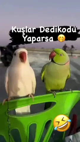 Ahh Necla 🤣🤣🤣