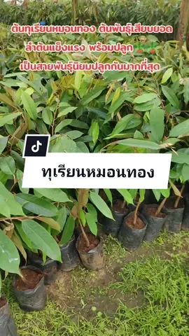 ต้นทุเรียนหมอนทอง ต้นพันธุ์เสียบยอด  ลำต้นแข็งแรง พร้อมปลูก🪴🪴 เป็นสายพันธุ์นิยมปลูกกันมากที่สุด  ให้ผลดกทุกปี ผลใหญ่ เม็ดลีบ  เนื้อเยอะ มีกลิ่นหอมเฉพาะตัว รสชาติอร่อยหวานมันกำลังดี ปลูกง่าย  #tiktokshop #ขายต้นไม้ออนไลน์ #เกษตร #สวน #เกษตรกร #tiktok #ต้นไม้ #ทุเรียน #ทุเรียนหมอนทอง #ต้นทุเรียน #ผลไม้ #ชาวสวน 