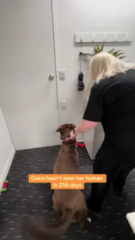 Best friends reunited after 218 days 🧡 #reunited #dogsoftiktok #bestfriend #dogsreaction #reunion #dogslove 