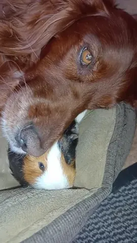 love is so powerful with animals #animals who love eachother #animal friendship #animal forever friends #foryoupage #fyp #animal love story #foryoupage #fyp #fyp #fyp 