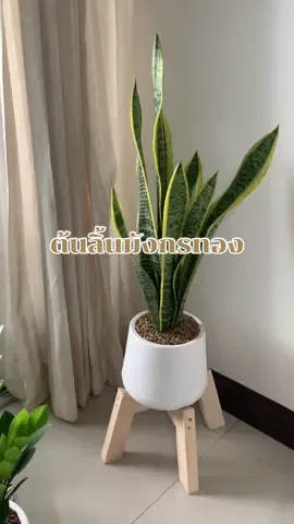 ลิ้นมังกรทอง 🐉🌱 ปลูกในบ้าน ห่องนอน ออฟฟิศ เป็นต้นไม้ฟอกอากาศได้  ไม่ต้องดูแลเยอะด้วยค่ะ รดน้ำอาทิตย์ละครั้งได้เลย  มาพร้อมกระถางเบลล่าสีขาว ขนาด 7 นิ้ว ฟอร์มนี้ น้องต้นสูงประมาณ 60 cm นะคะ #ต้นไม้ฟอกอากาศ #ต้นไม้ของขวัญ #snakeplant #ต้นลิ้นมังกร 