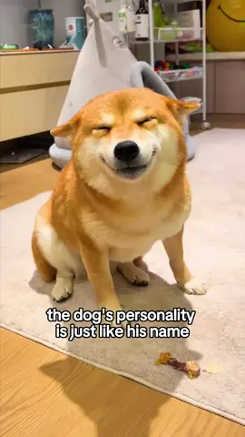 Funny puppy #foryou #animalstiktok #storytime #dog #funny 