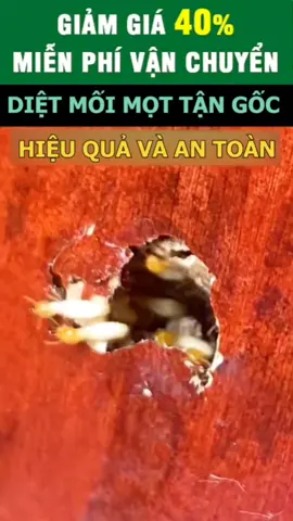 ( RC-PRO ) Xịt Diệt Mối Mọt Tận Gốc Nhập Khẩu. Chiết Xuất Hoàn Toàn Thảo Mộc Tự Nhiên. Không Gây Hư Hại Gỗ. An Toàn Cho Người Sử Dụng. #đồgỗ #dietmoitangoc #xuhuong 