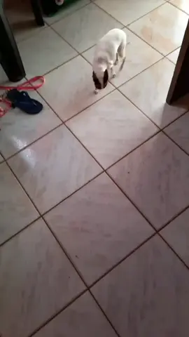 Uma querida passando aqui!!!🐾❤️ #dog #norte #tiktok #pincsher #sorriso #vilhenarondonia #feliz #cristal #cachorro #vilhenarondonia #maededog #tiktok 