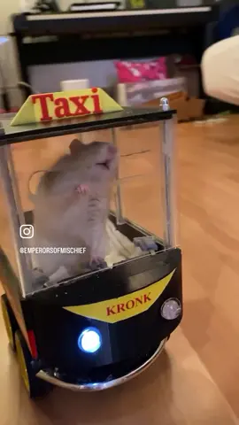 We have a quick, unedited clip from a Kuzko lesson this Wednesday, and it’s a speedy race to the treat this time! 🏎️💨 Something we’ve noticed about Kuzko is that he can be quite the perfectionist when it comes to lining up his car at *just the right angle* to the treat before he ever hits the gas to drive forward. While this forethought is impressive, it can also result in him turning back and forth quite a few times until he’s either satisfied with the angle… or so discouraged by the challenge that he decides to hop out and do something else instead. 🤪 That’s why we actually encourage (with tapping cues, vocal cues, and praise) his style of driving in this clip: turn, drive, correct the angle of the turn, drive, again, repeat! It may look a little chaotic, but jt ultimately helps him get to the treat faster and easier. 🙌 Plus, we’ve decided to start adding some obstacle training to their routine! This means a straight line to the treat won’t always be possible. Stay tuned to find out if the rats can figure out how to go around an obstacle on their way to the delicious puff. 🙂💭 ⭐️ New to our account? Welcome! We give our two bonded rescue rats, Kuzko and Kronk, 10-minute driving lessons once a day as a mental enrichment activity. They choose when to enter and exit the vehicle and take breaks as needed. Kuzko and Kronk also enjoy a variety of other enrichment during their free roam time with us — follow or check out our previous posts for more! ⭐️ Want to rep some adorable driving rat merch? Check the link in our instagram bio to visit our new Etsy store and shop t-shirts, stickers, totes, and more! 👕👜🪧 50% of proceeds each month are donated to a rat rescue, this month will go to the amazing @frankiesworldrescue. ❤️‍🩹🐀 🏥 #rescuerats #adoptdontshop #rats #ratstagram #ratsofinstagram  #drivingrats