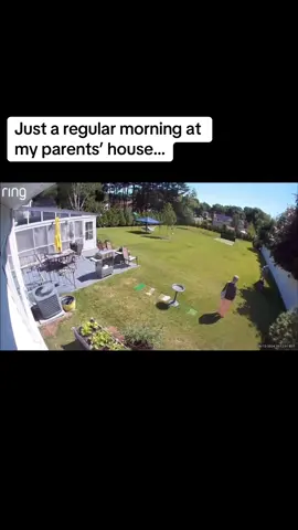 Glad my dad saved the lawnmower though.. #ring #ringcamera #bear #foryou #foryoupage #viral 
