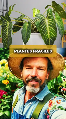 L'astuce de jardinage à connaitre (Plantes Fragiles). #gardening #garden #jardin #jardinage #gardentok #jardintiktok