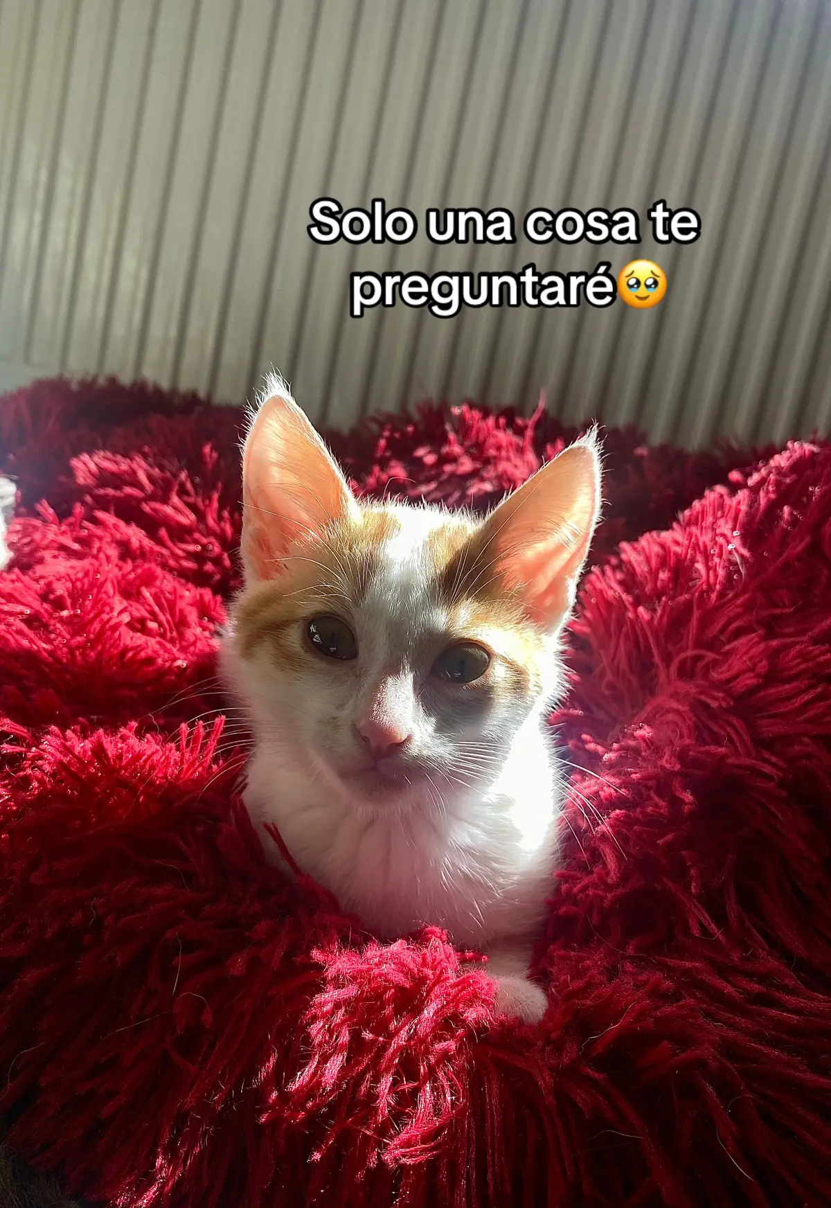 Somo amigue o no? 🐈 #viral #amigue #parati #fyp #gato #amigues #somosonosomos #foryou 