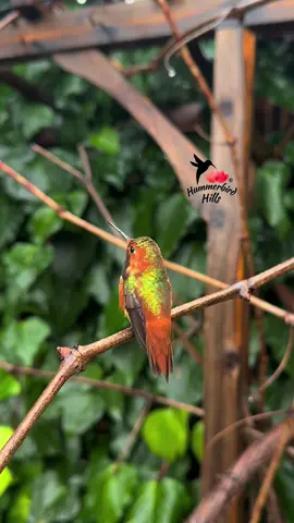 Rainy perch 🌧️✨ #hummingbirds #nature #allenshummingbird  . Share this video with friends and family to spread the joy of hummingbirds ✨ . . © All rights reserved.  Don’t use without permission.  . . . #birds #naturelover #Outdoors #birdwatching #gardenbirds #featherperfection #instabirds #wildlife #hummingbirdfeeder #backyardbirds #birdsinflight #hummingbird  #hummingbirdsoftiktok #asmr #foryou #vibes #WeekendVibes #viral #fyp #foryoupage #reels #birdreels #naturereels #reels__tiktok #viralvideo 