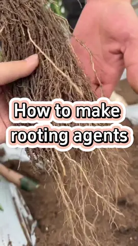 How to make your own rooting agent #garden #gardening #gardeningtips #planting #farming #fertilizer #roots #plants 