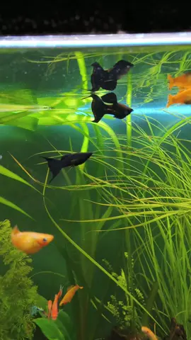 Molly Black 🖤 #aquarium #freshwateraquarium #freshwater #water #fishtank #fishtok #aquascape #aquariumhobby #nature 