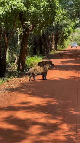 Respeite os pedestres 😂 E você, pararia para gravar, daria ré ou os dois em uma situação como essa? 📲 Siga a @cenariumam no Instagram para mais informações sobre a Amazônia Legal, o Brasil e o Mundo! Vídeo: @gufigueiroa #RevistaCenarium #bomdia #Pantanal #MatoGrosso #onça 