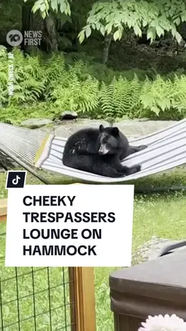 It seems black bears are hammock experts- with a skill even some humans can't master. A couple of black bears  made themselves at home at a property in Vermont, where one was spotted relaxing on hammock. Homeowner Noah Dweck, said that bears are pretty active in the area and are 