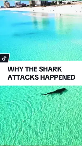 Reasons why the shark attacks on 6/7/24 in the Florida Panhandle may have happened. Please note this video includes tiger sharks, bull sharks, and hammerheads over the years here.  #shark #30a #emeraldcoast #orca 