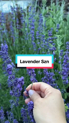 Its lavender szn 🪻✨