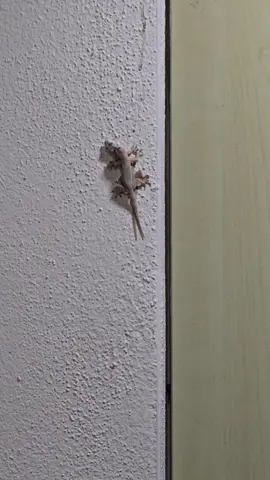 How the lizard mating...