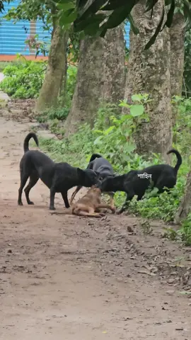 তিন কুকুর মিলে এক শেয়াল মামাকে কট করে দিলো  #dog #animals #tiktok #foryou 