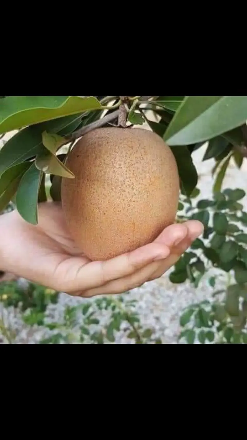 Besaq betoi buah ciku nih Tinjau2 tepi umah ni belum ada lagi pokok ciku nih Nak beli jugaklah kat sini https://s.shopee.com.my/7AIMwG6for Beda anak cucu boleh makan time balik sekali sekala😍