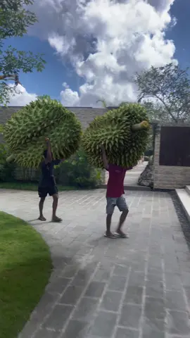 What will happen if you open such a durian at home? .  #Durian #parq #parqubud #Bali #BaliLife #CGI #Blender #3D #VirtualReality #BlenderAnimation #Ubud #3DGraphics #Animation #VisualEffects #TravelBali #Fruit #BaliCulture #Indonesia #VisitBali #Travel #AsianFruit #ExoticFruit #FruitLovers #TravelVideo #BlenderArtists #DigitalArt #SMM #ContentCreation