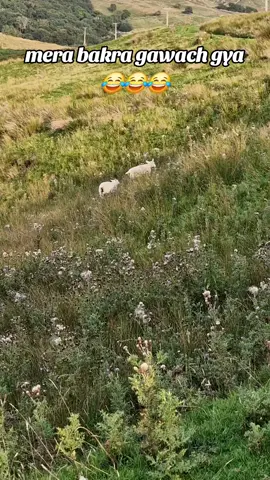 mera bakra gawach gya#👍👌🥰❤️ #bandi سے بُری seyani#🥰❤️❤️❤️❤️❤️💞💞💞💞💞💞💞 