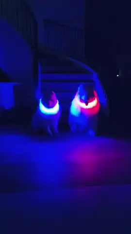 ¿Buscas seguridad para tu mascota por la noche?🐶 ¡Prueba nuestro collar LED brillante y recargable! PRO#PET #mascotas #mascotastiktok #perritos #lasmegaofertas