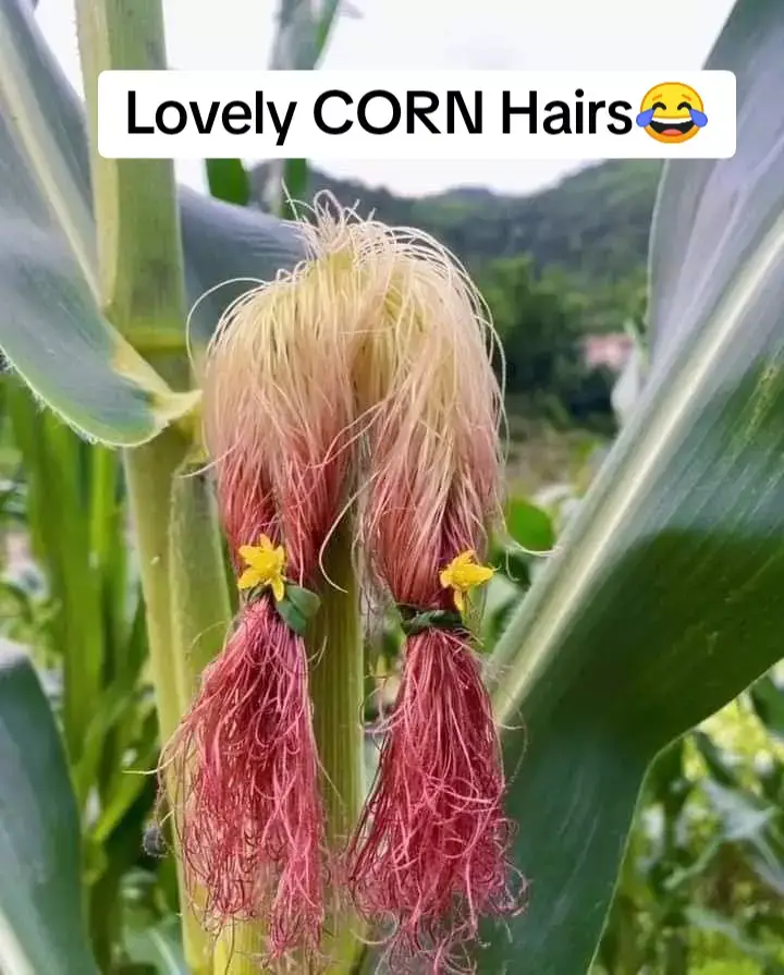 Lovely Hairstyles  #corn #martinifuentes #martini @ruthygirlphilippines 