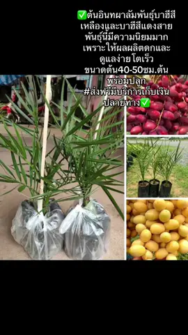 ต้นอินทผาลัมพร้อมปลูก#อินทผาลัม #ผลไม้ #เกษตรกร #เปิดการมองเห็น #ฟีดดดシ 