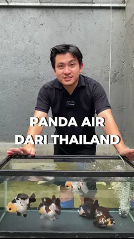Panda air jauh jauh dari Thailand sudah hadir nih! 🐼 . #ikanhias #goldfish 