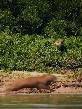 amazing video #fyp #fypシ゚viral #wildlife #trending #tiktok #foryoupageofficial #viralvideo #اكسبلور #beautiful #foryoupageofficiall #lion @Khizar Omer @🦅𝗘𝗮𝗴𝗹𝗲 𝗽𝗼𝘄𝗲𝗿🦅🦅 @It’s Raja umar 786 @🥀 𝓁𝒶𝒾𝓁𝒶 ✪ 