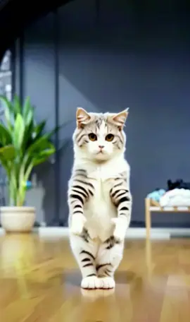 #cat #dance #cute #viral #foryoupage #petdance 