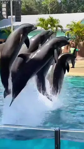 Dolphins showing off their athleticism and natural behavior. #splash #adventures #seaworld #seaworld #seaworldorlando #seaworld #orca #orcaencounter #killerwhale #insidelook #standwithseaworld #seaworldrescue #orlando #seaworldcares #dinewithorcas #cetacean #dolphin #killerwhale #seaworldchristmas #seaworldvideos #foryou #foryoupage #fyp #fypage #orcasoftiktok #seaworldorcas #whale 